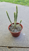 4" Euphorbia Leucodendron Variegated - Rare Succulent