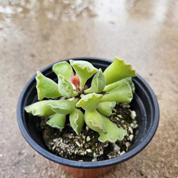 4" Fuzzy Adromischus Succulent: Easy Care Plant