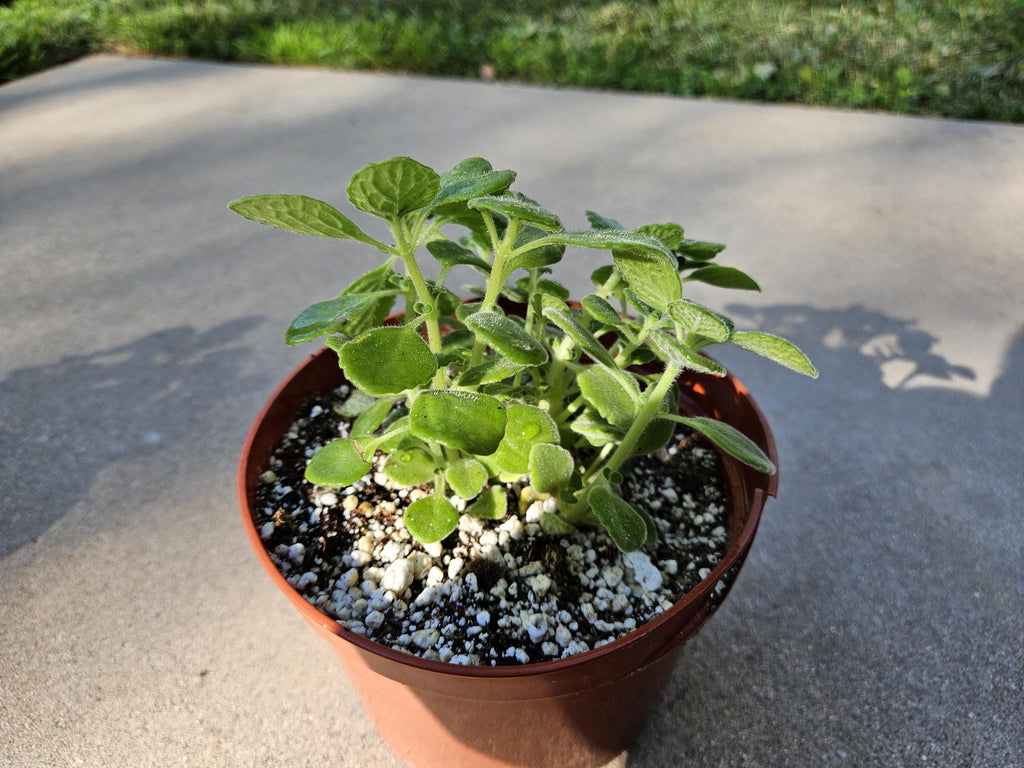 6" Vicks Plant - Very Calming Fragrant Succulent - Plectranthus Tomentosa