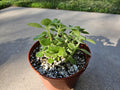 6" Vicks Plant - Very Calming Fragrant Succulent - Plectranthus Tomentosa