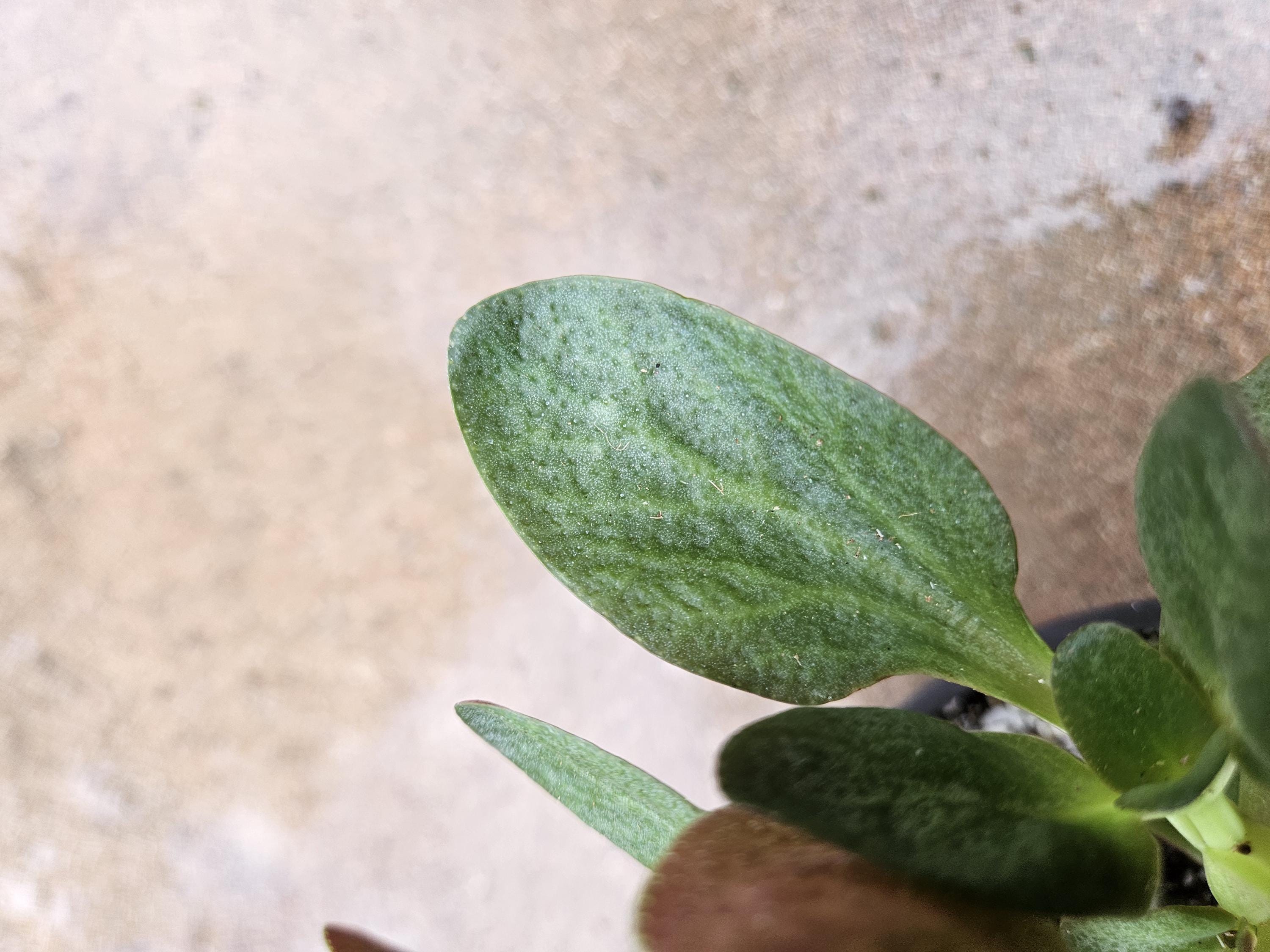 6" Crassula Streyi - Pondo Cliff Succulent