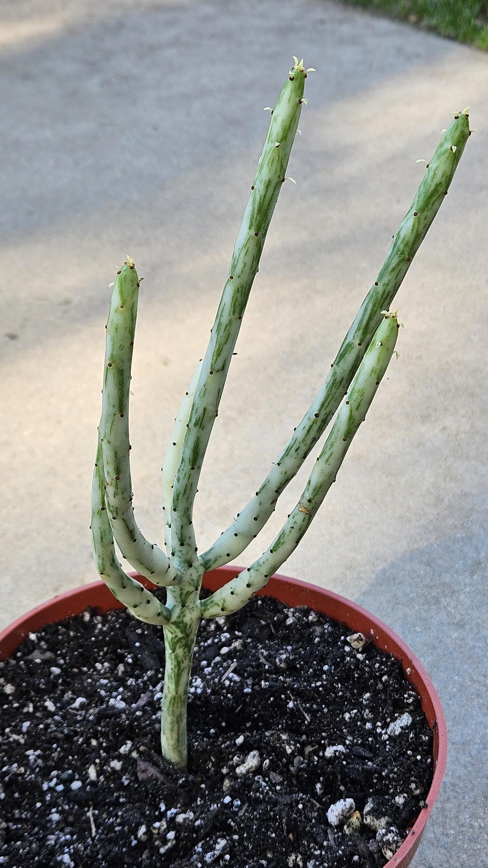 6" Euphorbia Leucodendron Variegated - Rare Succulent
