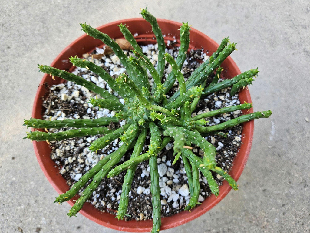 6" Medusa's Head Euphorbia - Double Headed