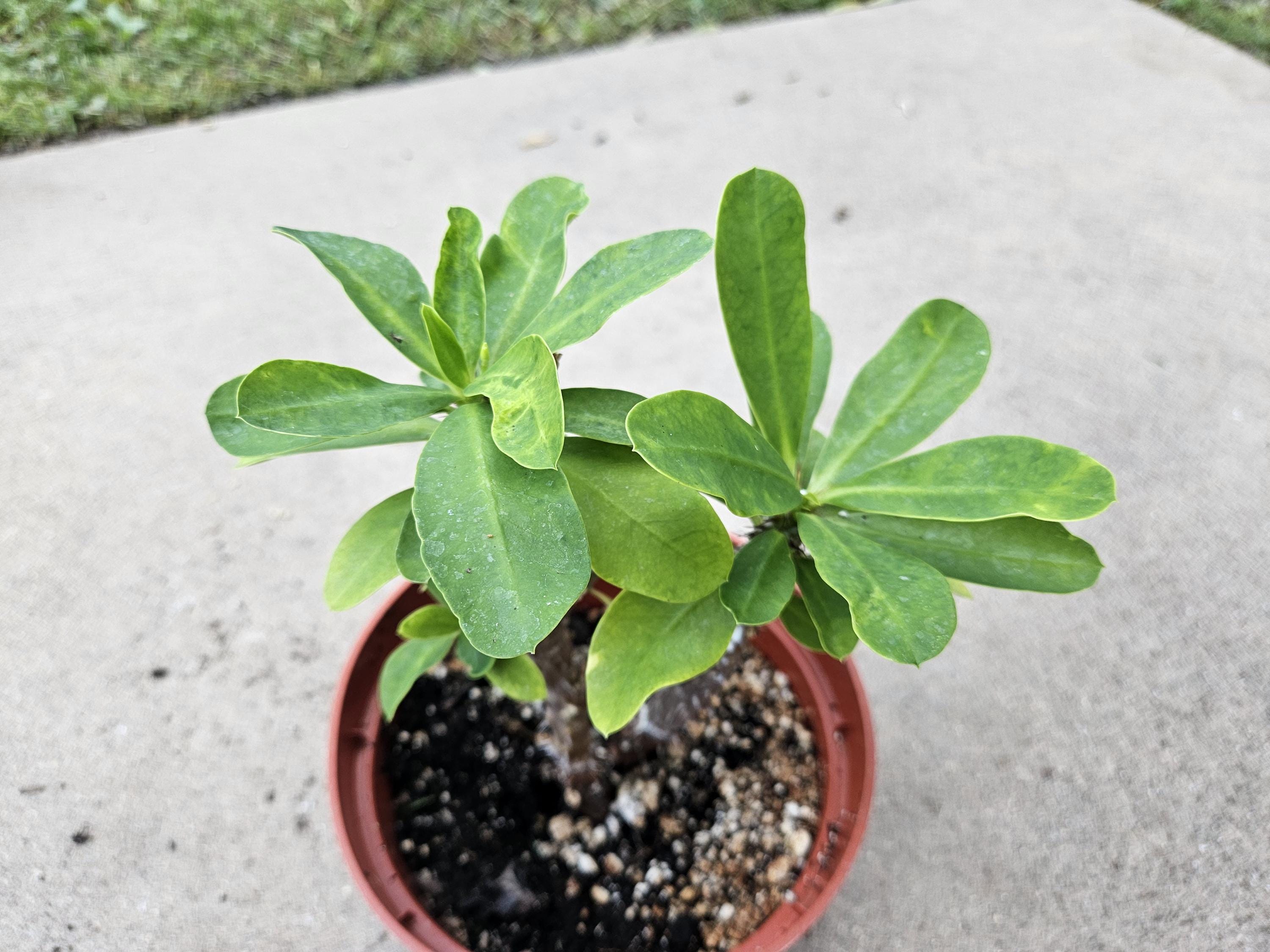 6" Crown of Thorns - White Flowers - Euphorbia milii