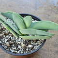 6" Propeller Plant