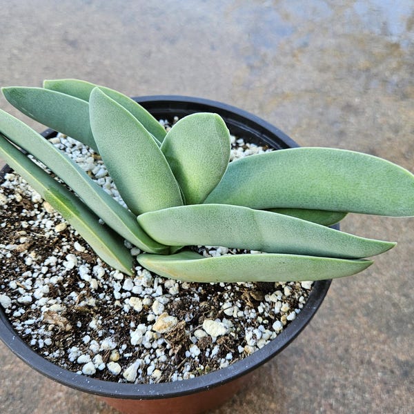 6" Propeller Plant