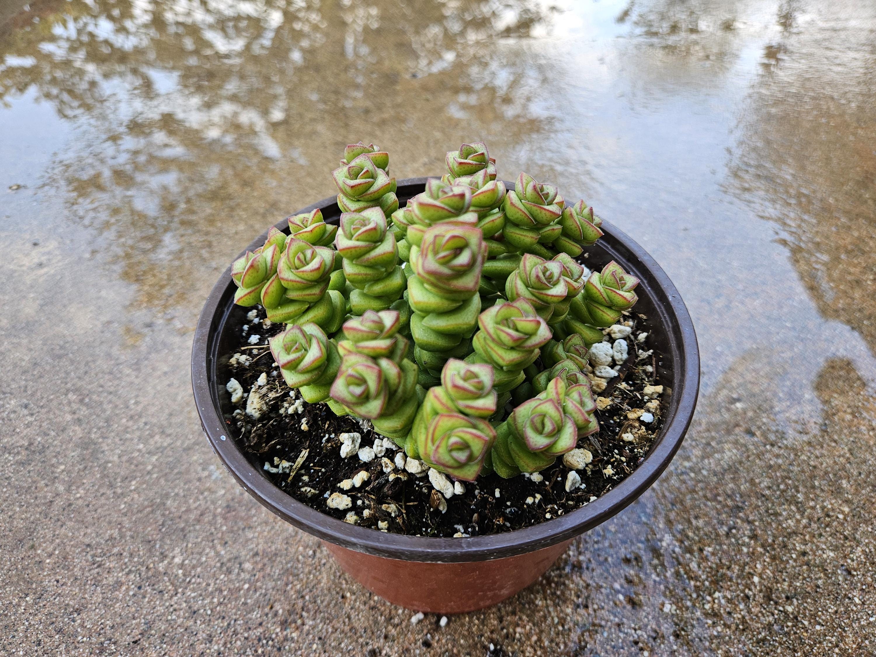 6" Crassula Marnieriana - Baby's Necklace