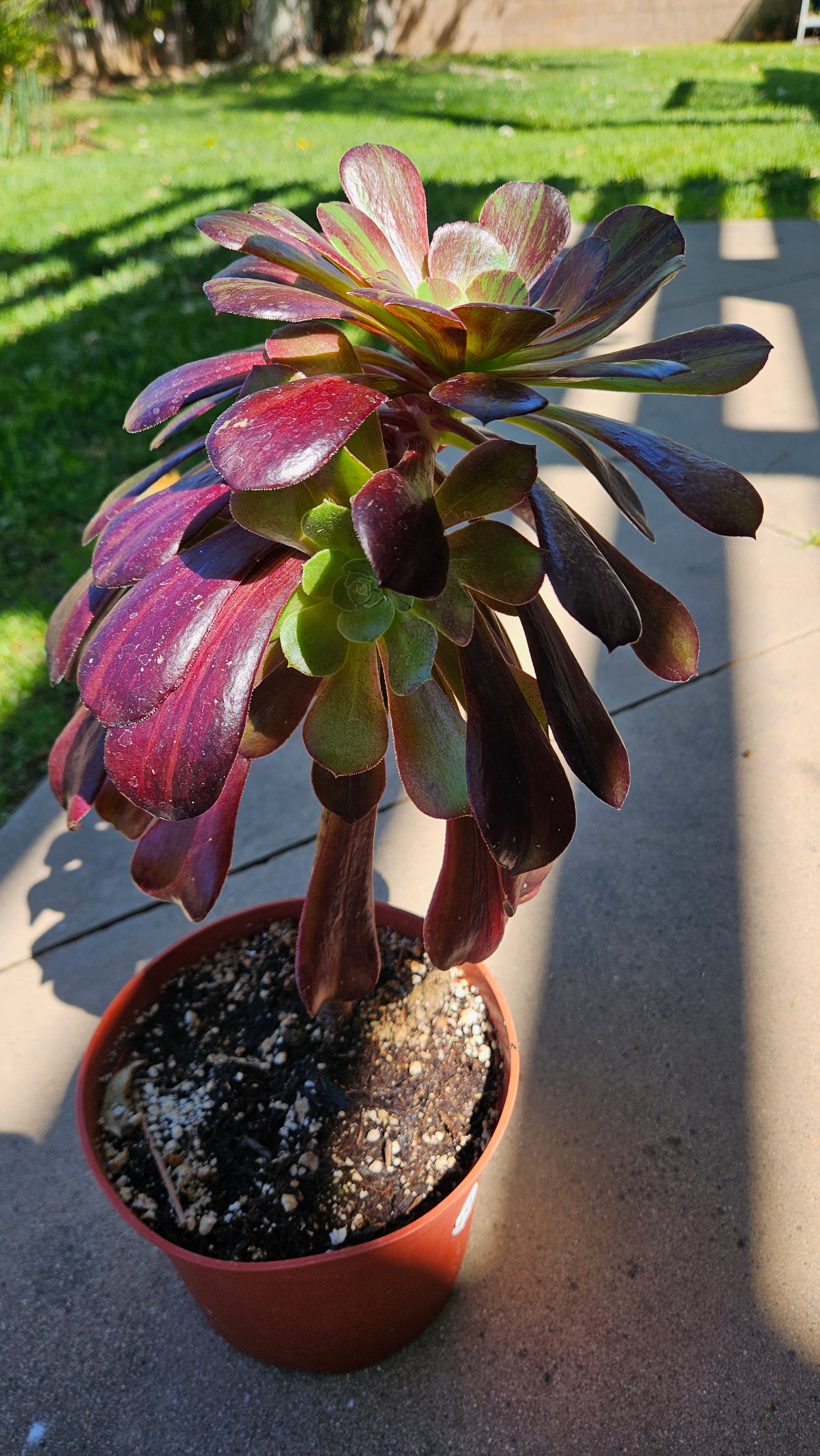 6" Aeonium 'Big Bang' - Rare Succulent - Large Size