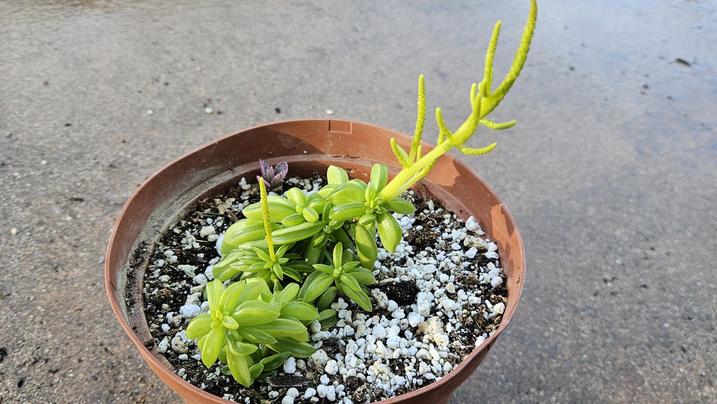 6" Peperomia dolabriformis - Prayer Pepper
