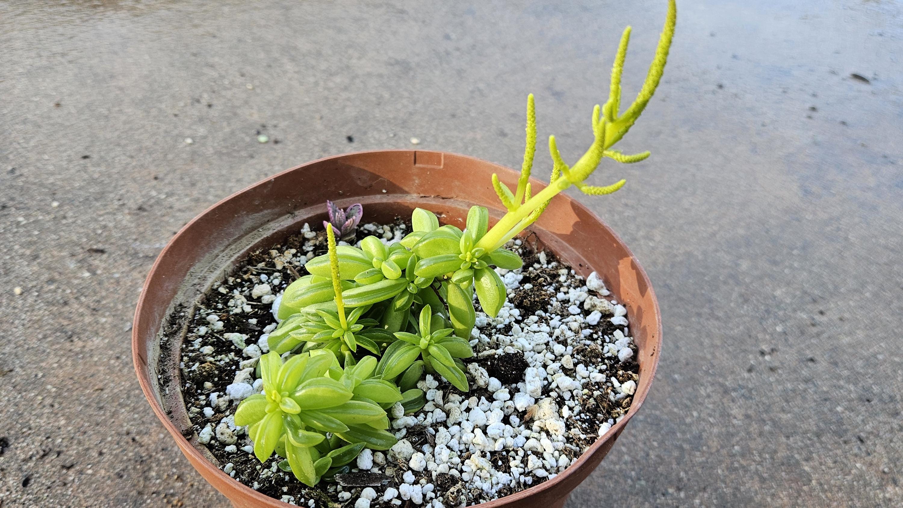 6" Peperomia dolabriformis - Prayer Pepper