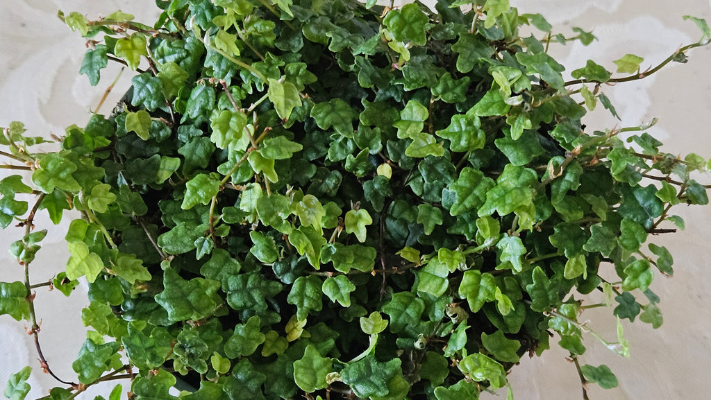 4" String of Frogs - Trailing Plant