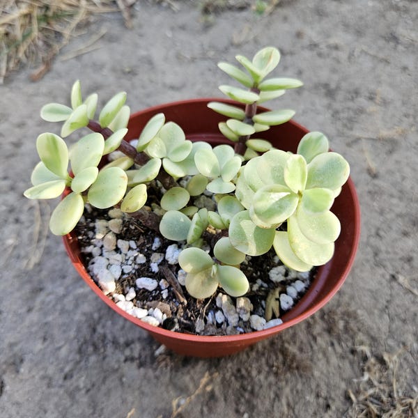 4" Portulacaria Afra Variegated - White Elephant Bush