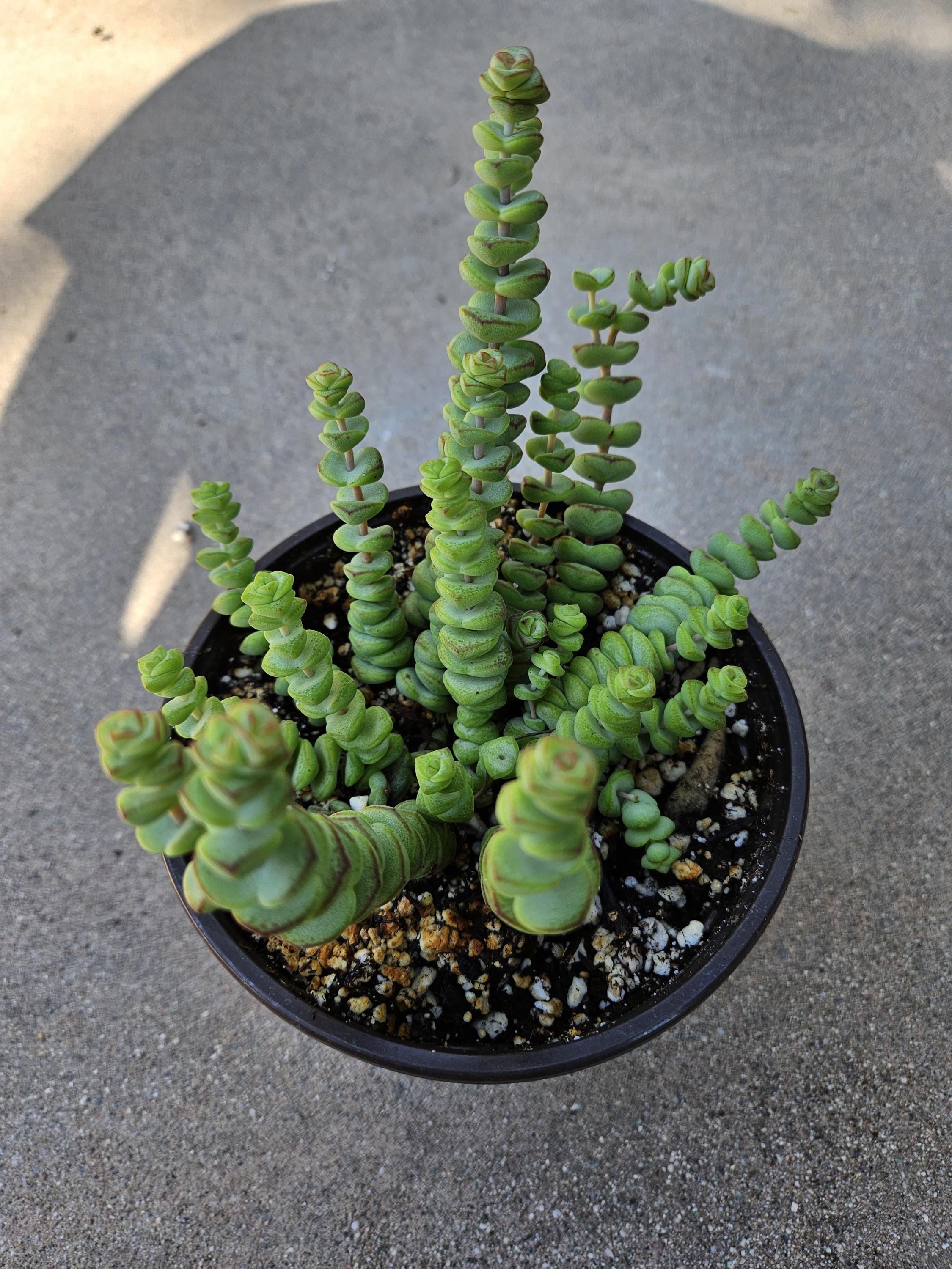 6" Crassula - Baby's Necklace