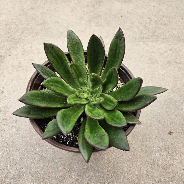 6" Echeveria Agavoides/Serrana Hybrid