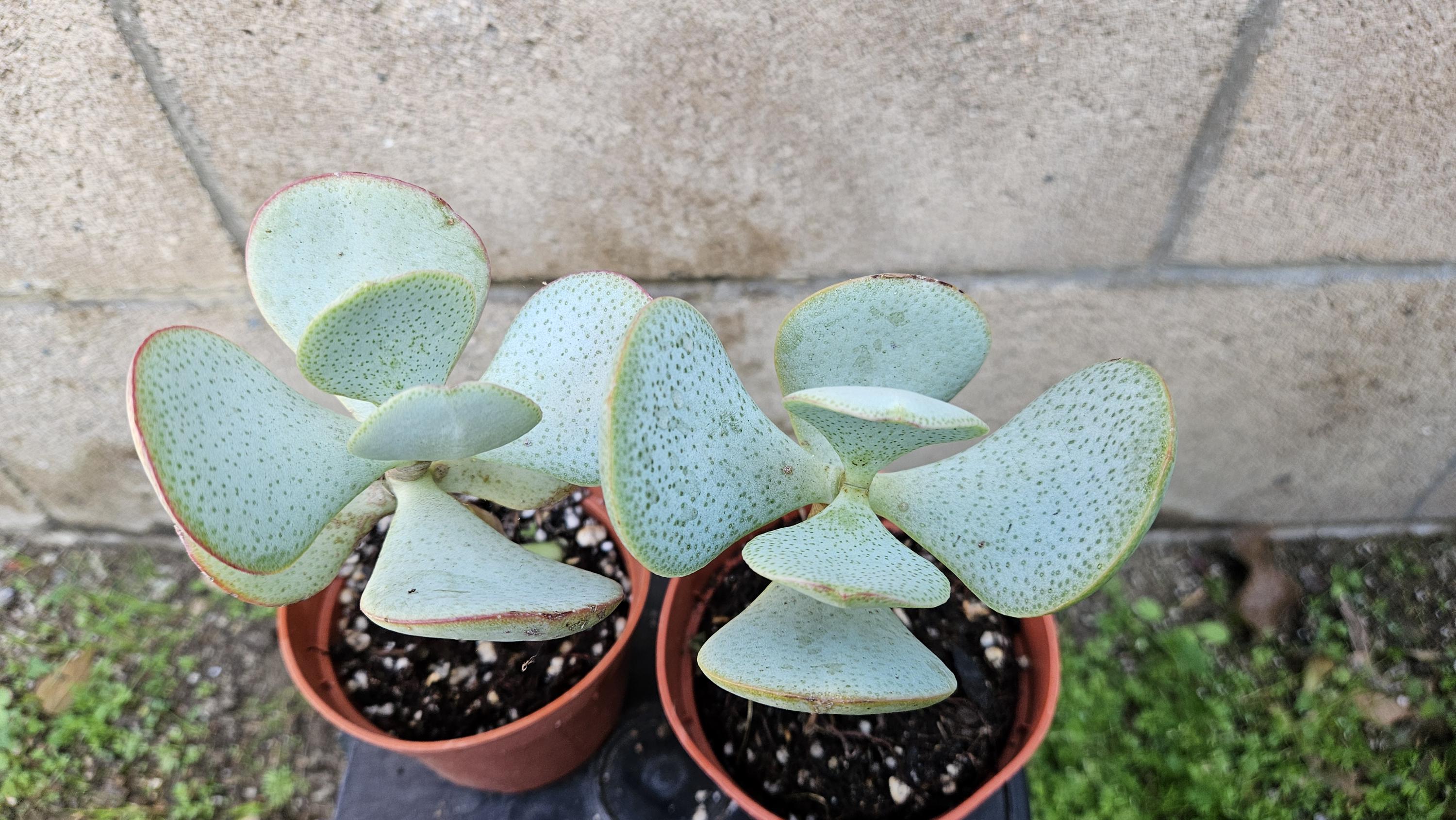 4" Silver Dollar Plant - Crassula Arborescens Succulent (Bare Root)