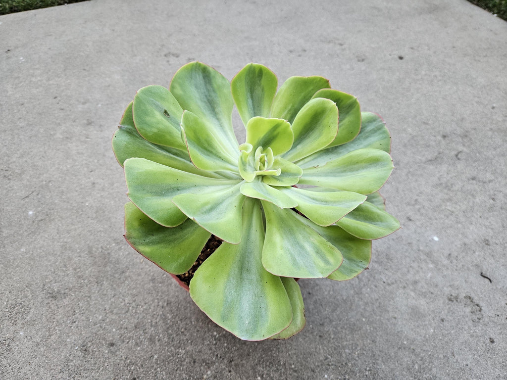Echeveria 'Sunset Peony' Variegated - 8" Wide - Rare