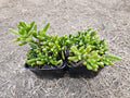 4" Ogre Ears Plant - Crassula Ovata - Shrek Ears Easycare Succulent