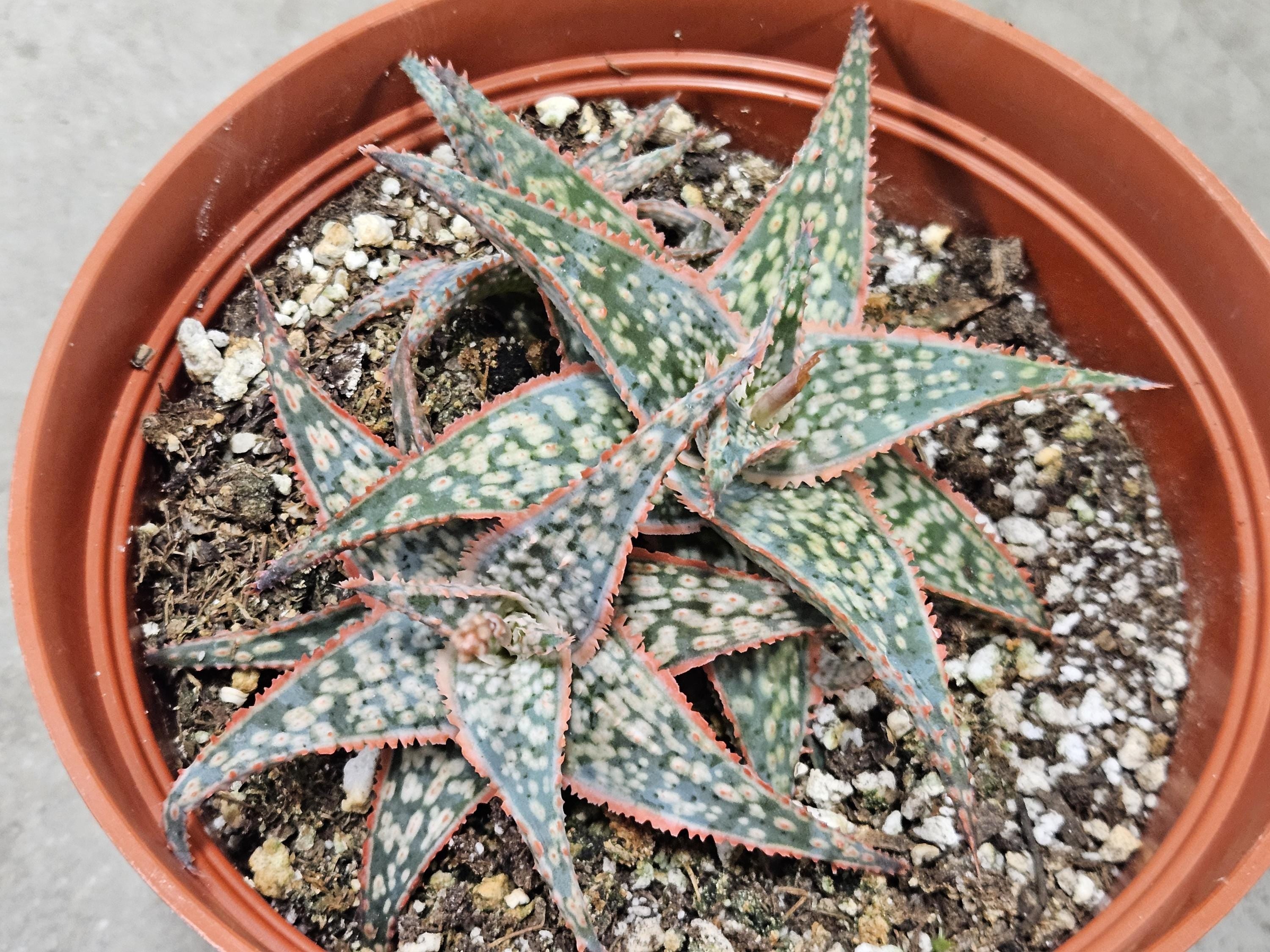 6" Aloe 'Donnie'