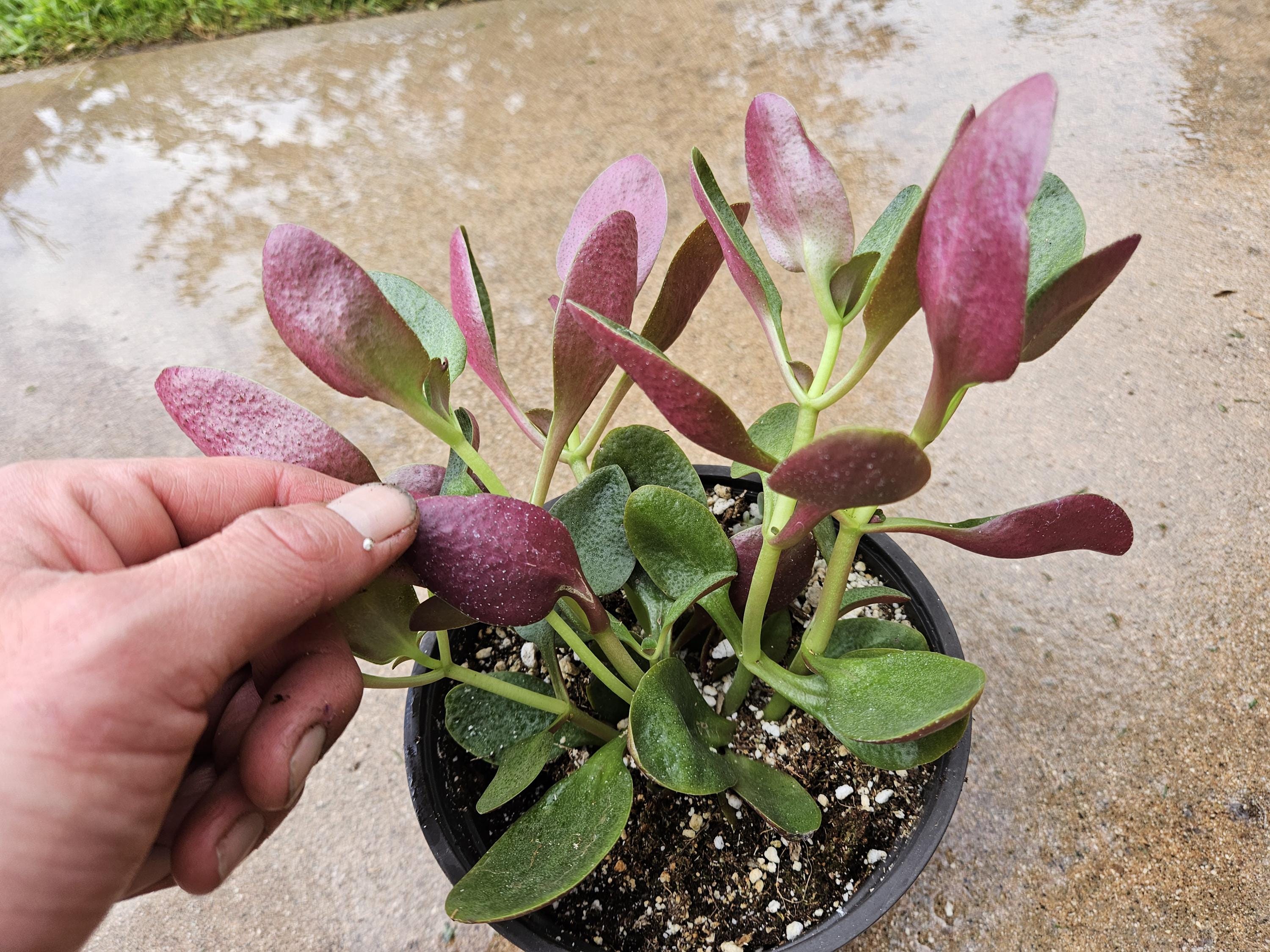 6" Crassula Streyi - Pondo Cliff Succulent