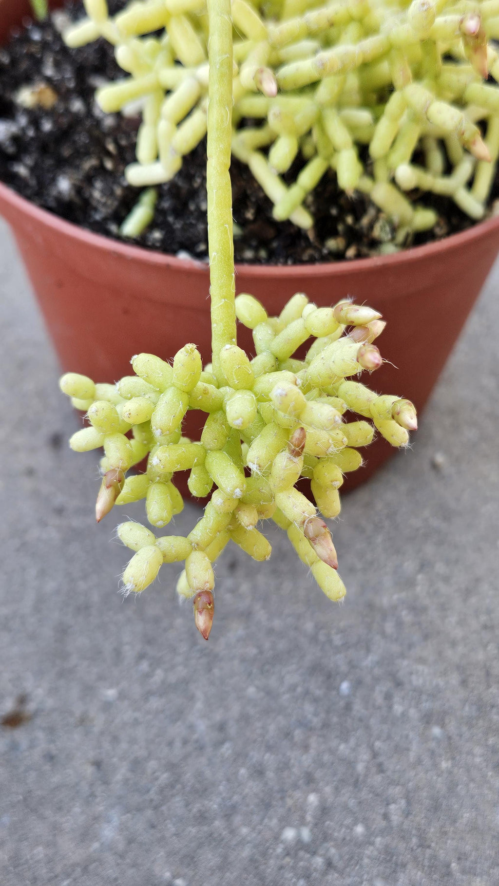6" Rhipsalis cereuscula - Coral Cactus