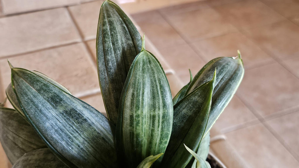 Silver Hahnii Snake Plant - Bird's Nest Sansevieria Bare Root
