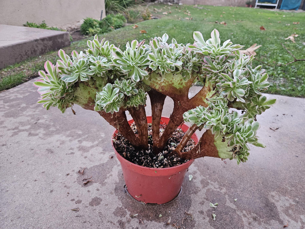 Rare Crested Pink Witch Aeonium Succulent - 8" Fasciated Plant