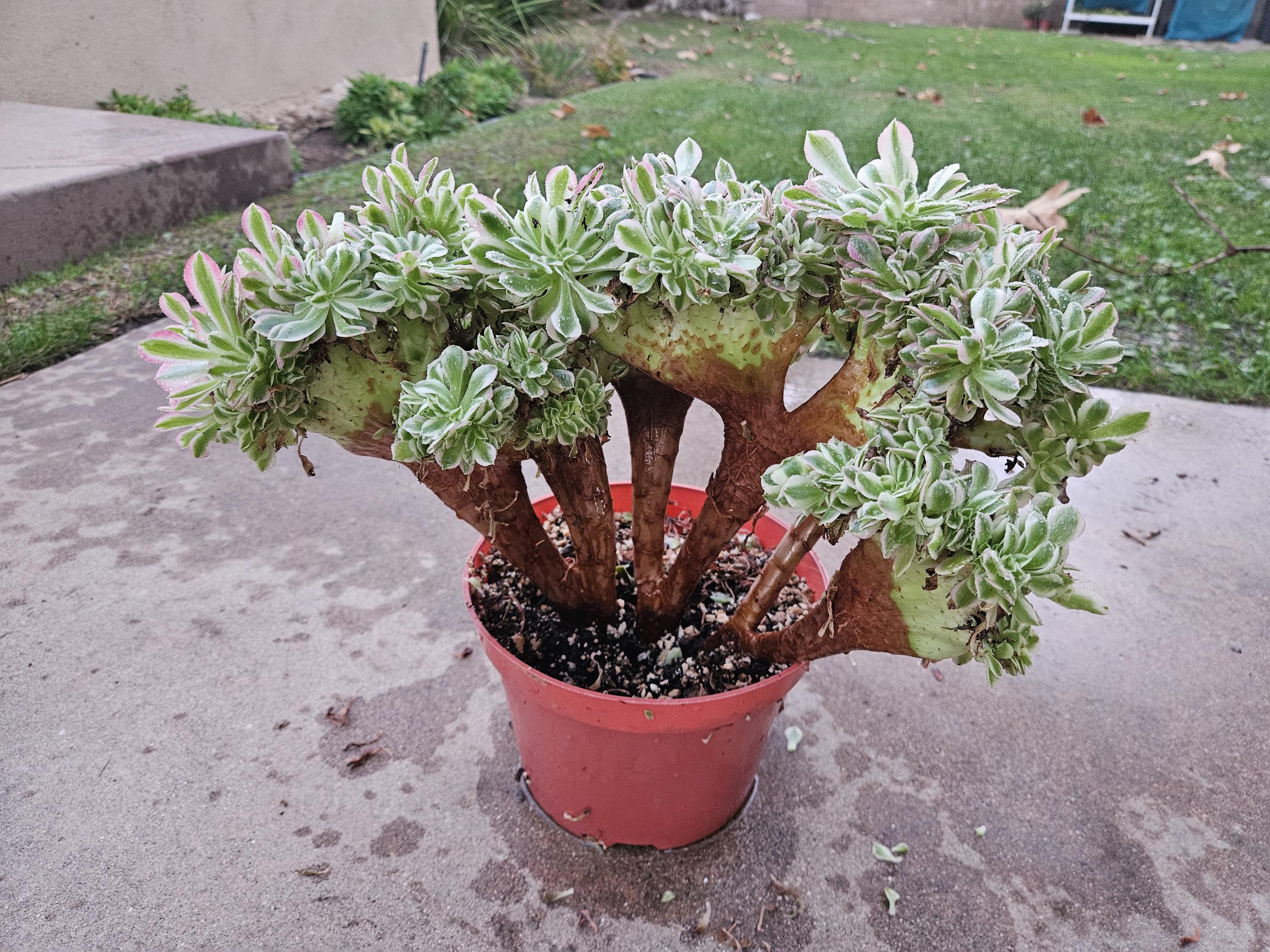 Rare Crested Pink Witch Aeonium Succulent - 8" Fasciated Plant