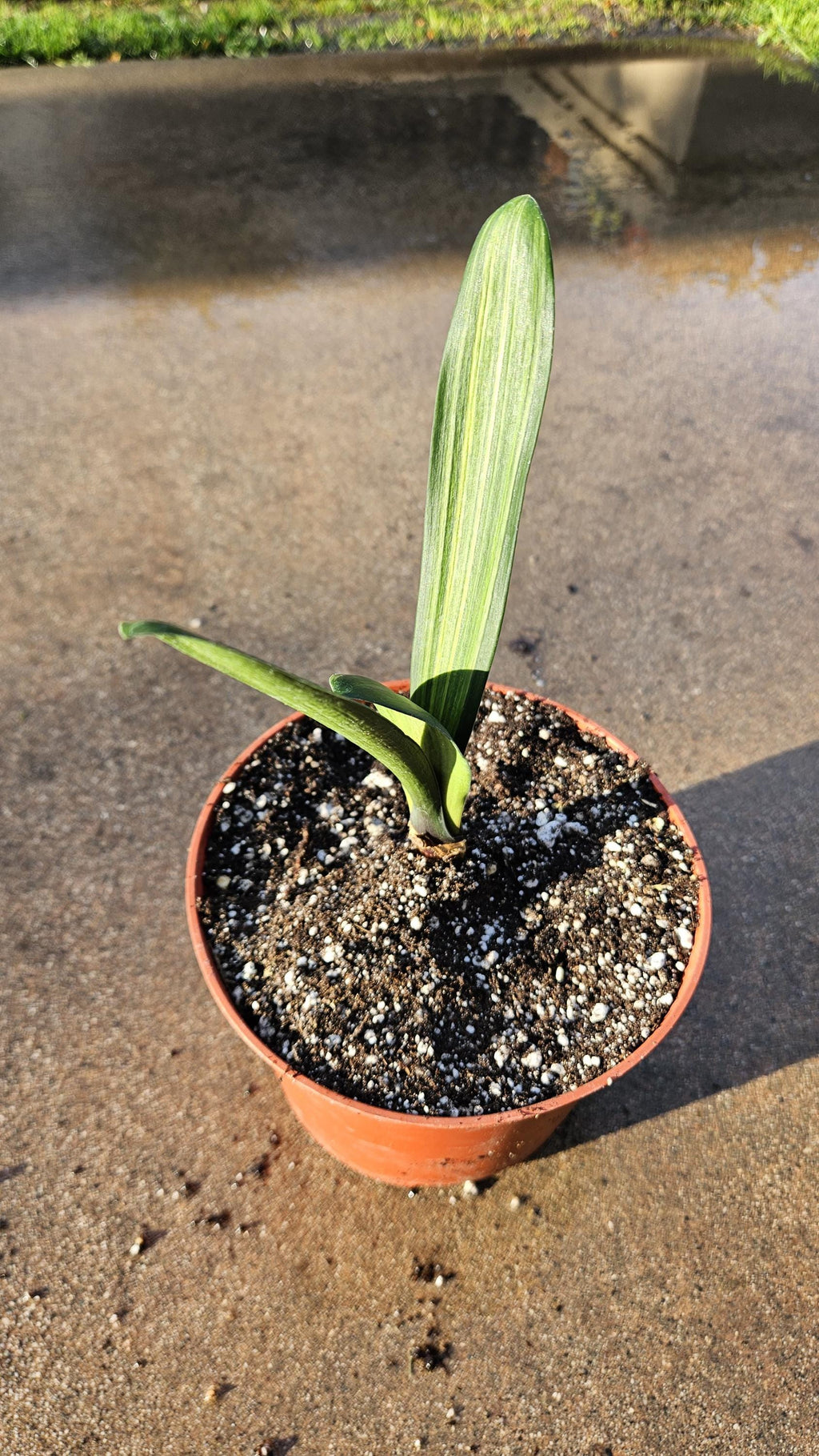 6" Clivia miniata - Variegated - Bush Lily - Orange Flowers