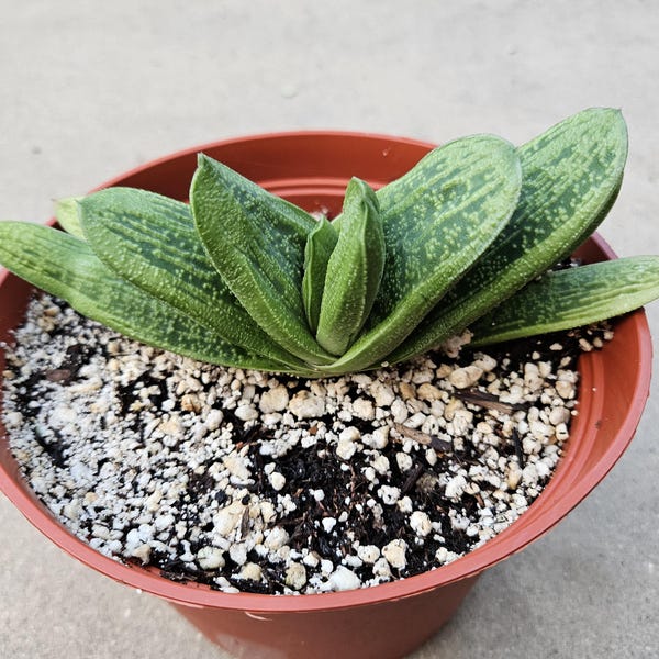 4" Gasteria - Blooming Succulent