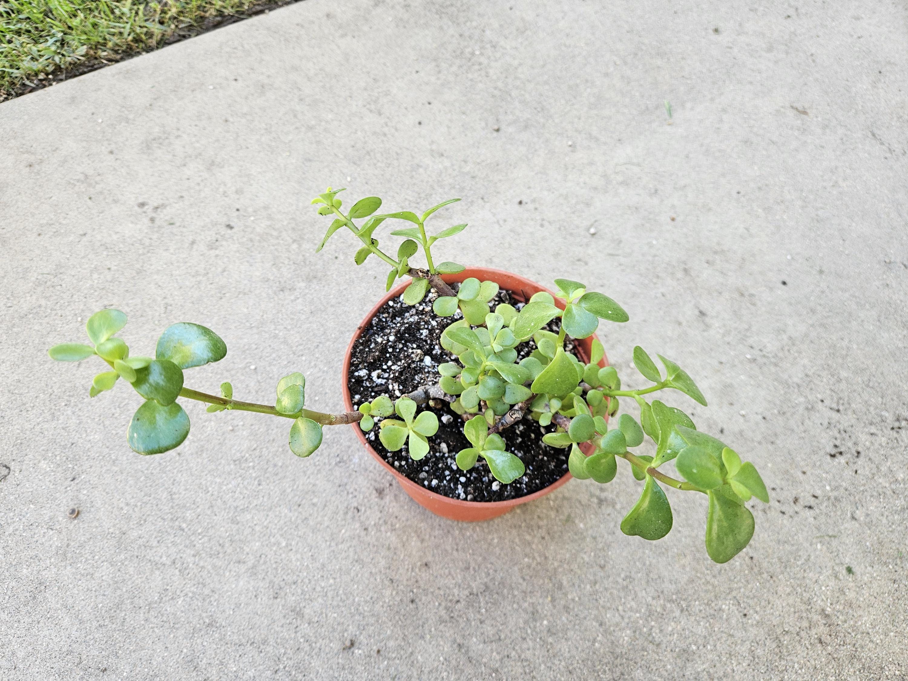 6" Portulacaria Afra - Elephant Bush