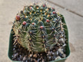 4" Gymnocalycium Erinaceum - Blooming Chin Cactus